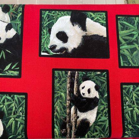 Giant Pandas