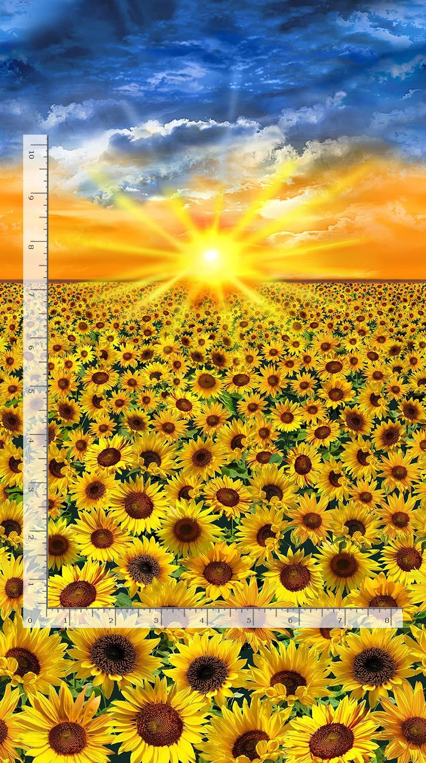 Sunflower Sunset