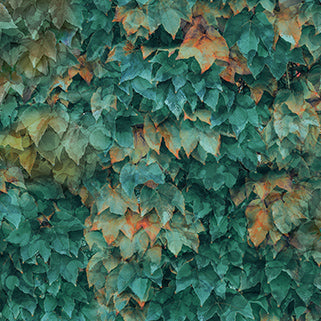 Autumn Breeze